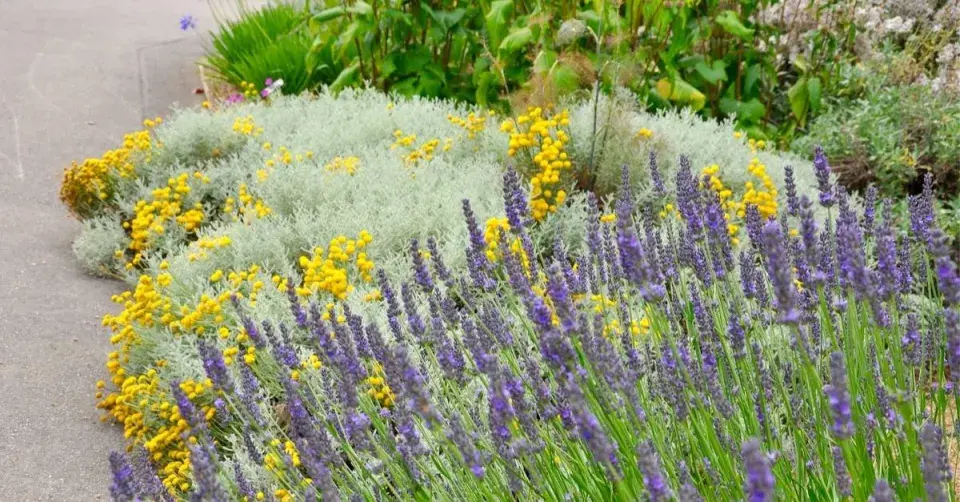 Záhon s levandulí a santolínou
