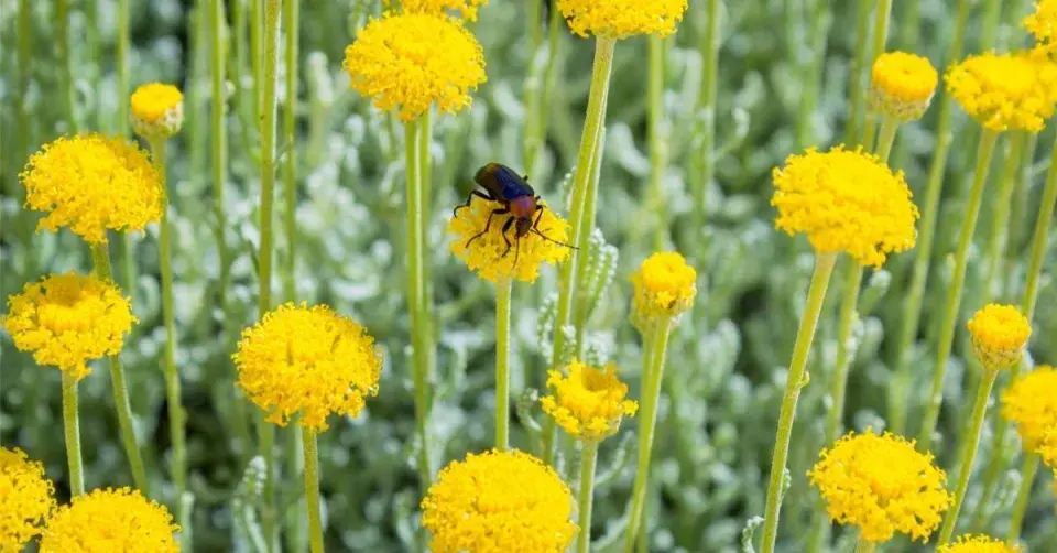 Hmyz na květech santolíny