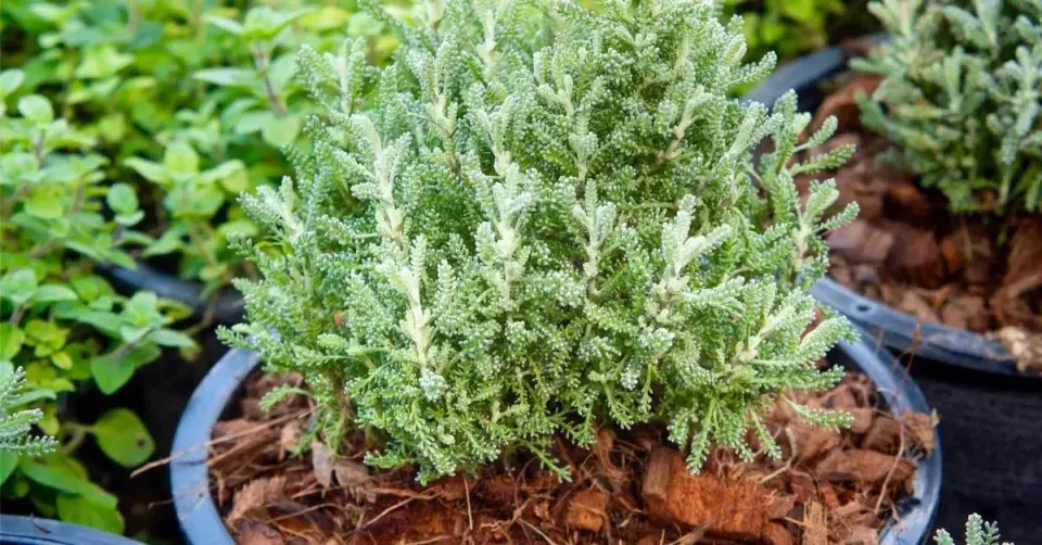 Santolína v květináči