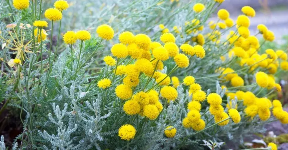 Santolína cypřišovitá (Santolina chamaecyparissus)