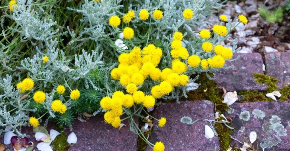 Santolína a dlážděný okraj záhonu