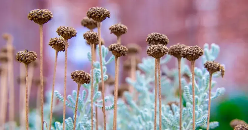 Odkvetlá květenství santolíny cypřišovité (Santolina chamaecyparissus)