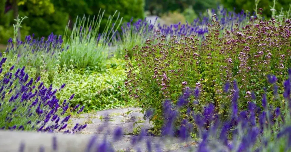 Středomořská zahrada