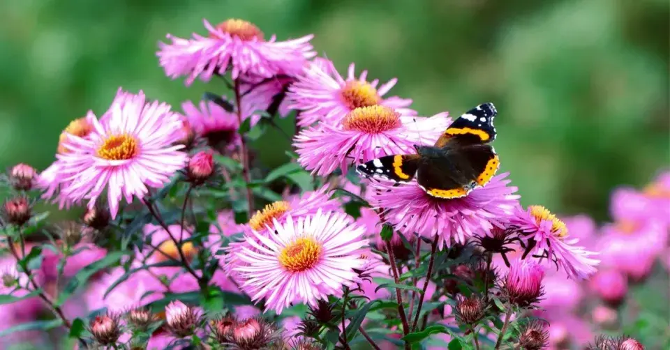 Květ hvězdnice (Aster) a babočka admirál (Vanessa atalanta) 