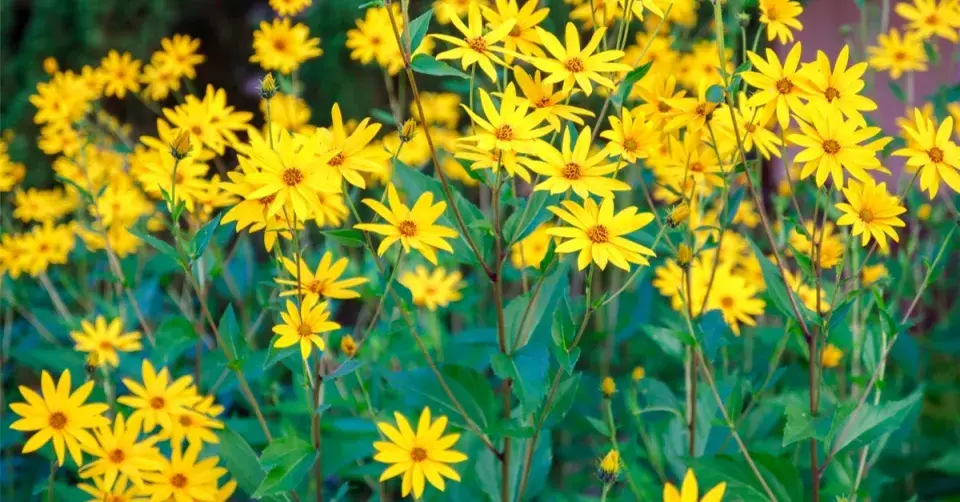 Slunečnice topinambur (Helianthus tuberosus)