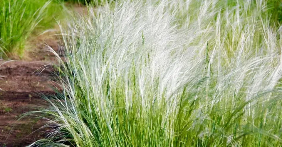 Kavyl péřovitý (Stipa tenuissima)