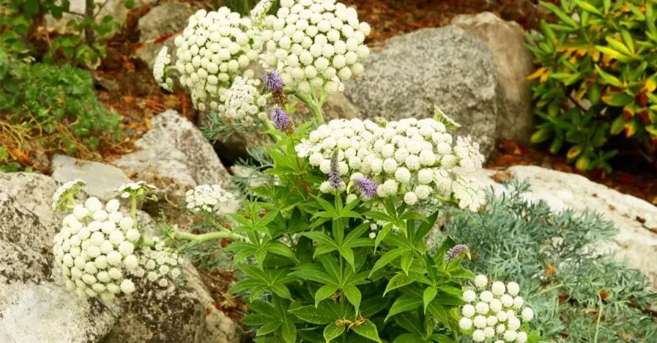 Měsíční mrkev (Seseli gummiferum) 