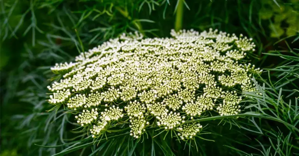 Morač zákrovnatý (Visnaga daucoides)