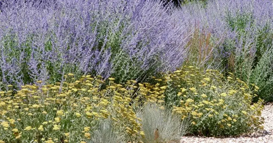 Perovskie a řebříček ve štěrkovém záhonu