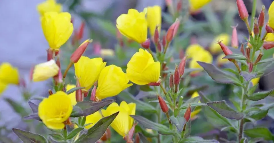 Pupalka čtyřhranná (Oenothera tetragona)