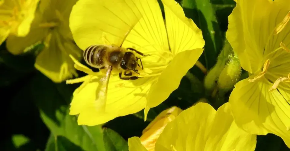 Včela na květu pupalky