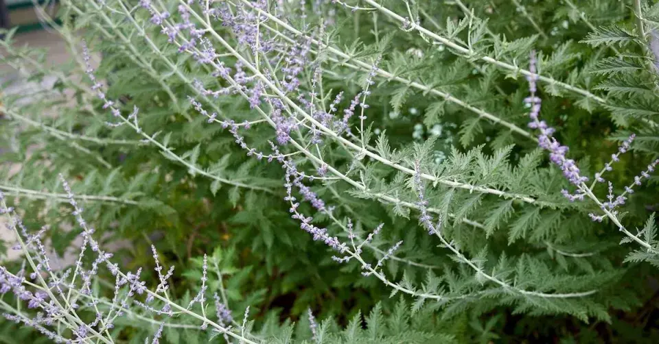 Stonky a listy perovskie