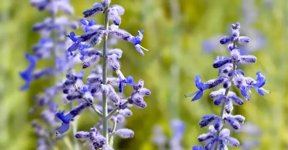 Perovskie 'Lacey Blue'