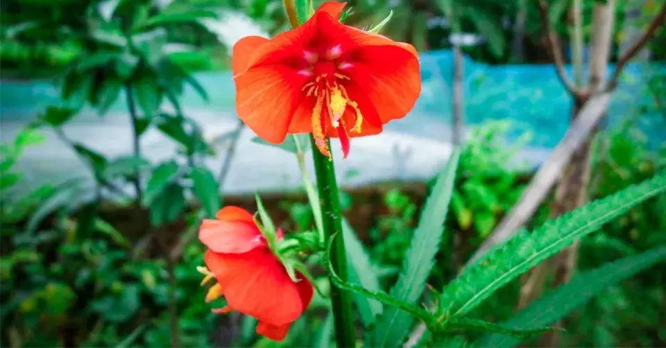 Pupalka (Oenothera versicolor) ’Sunset Boulevard’