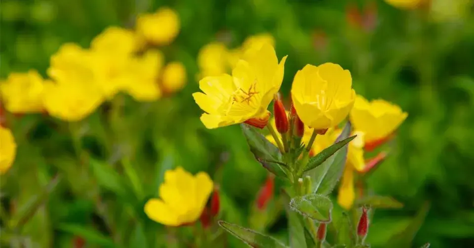Pupalka dvouletá (Oenothera biennis)