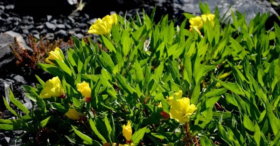 Pupalka missourská (Oenothera missouriensis)