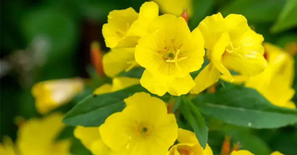 Pupalka missourská (Oenothera missouriensis) ’Ozark Sundrops’