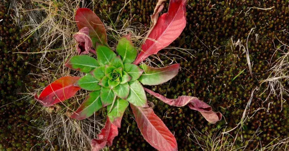 Přízemní růžice listů pupalky