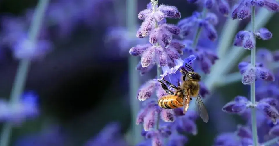Včela na květu perovskie
