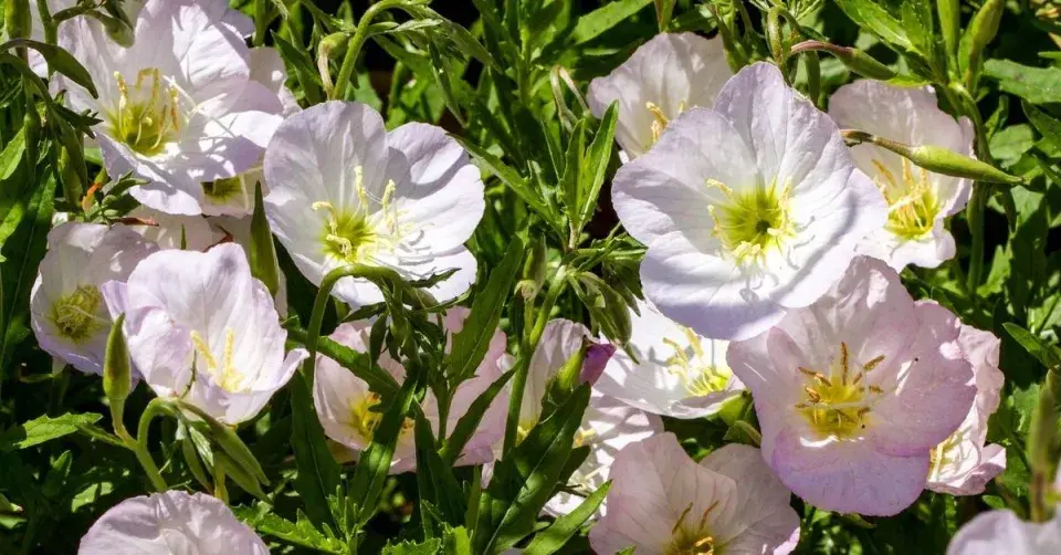 Pupalka půvabná (Oenothera speciosa) ’Siskiyou’