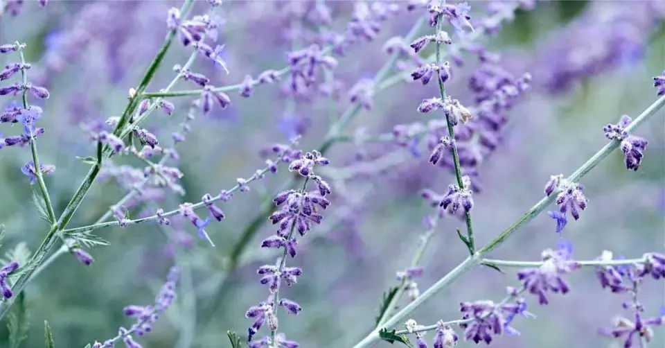 Perovskie lebedolistá (Perovskia atriplicifolia)