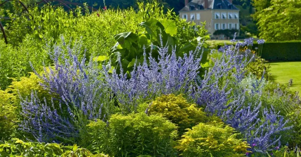 Perovskie v trvalkovém záhonu