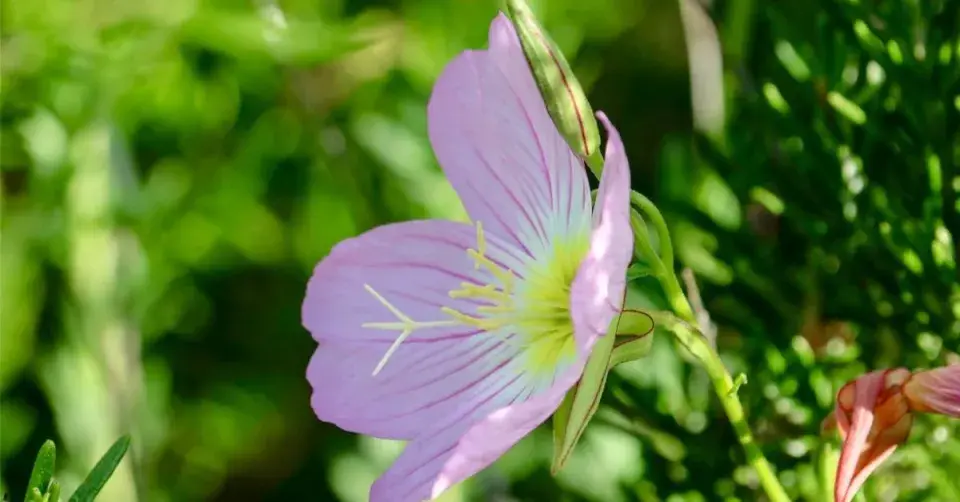 Pupalka půvabná (Oenothera speciosa) ’Siskiyou’