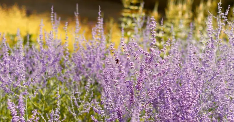 Perovskie 'Blue Spire'