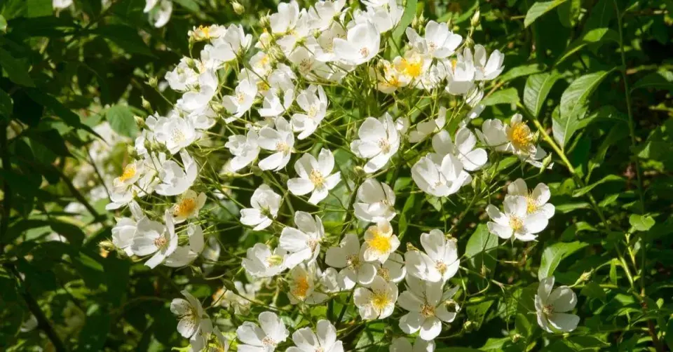 Rambler ’Kiftsgate’