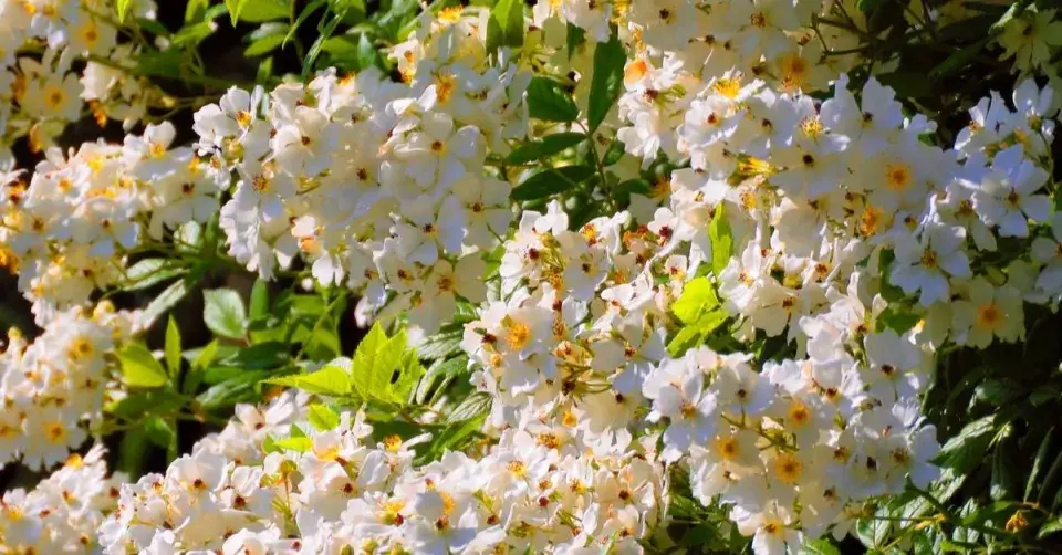 Růže mnohokvětá (Rosa multiflora)