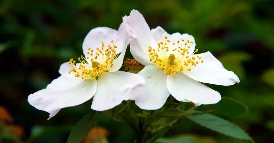 Růže mošusová (Rosa moschata)