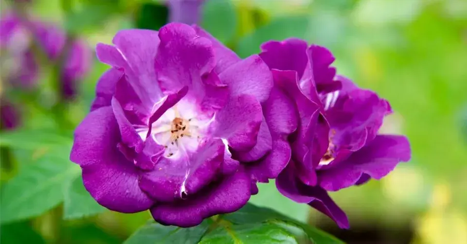 Růže ’Rhapsody in Blue’