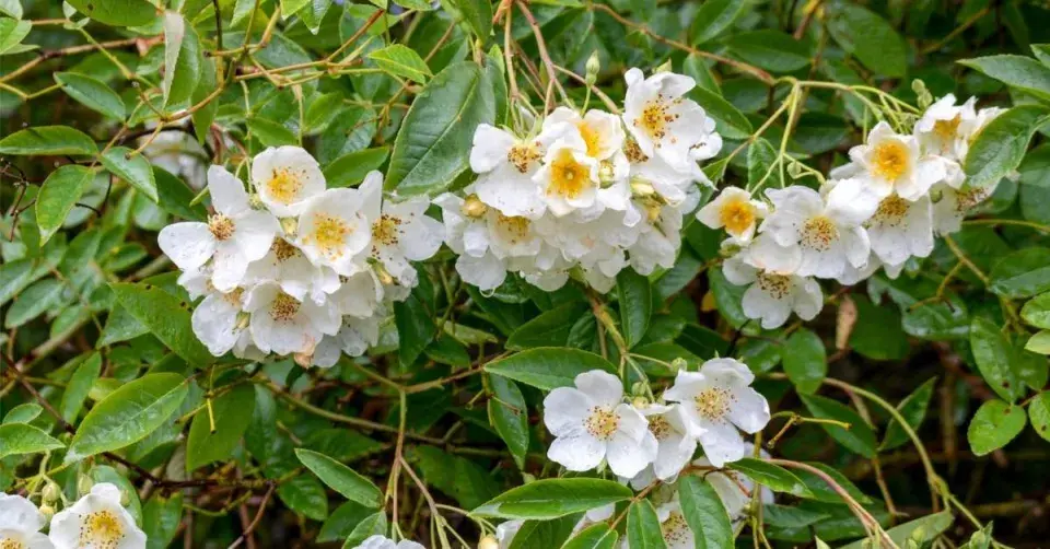 Růže ’Rambling Rector’