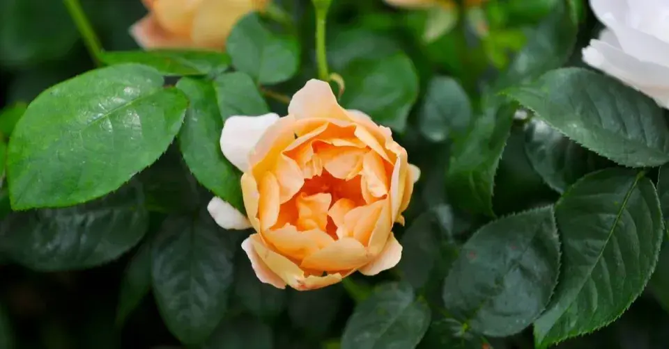 Anglická růže ’Coniston’