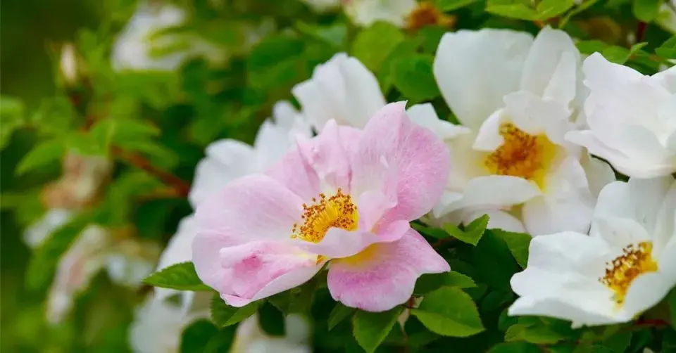 Keřová růže ’Nevada’