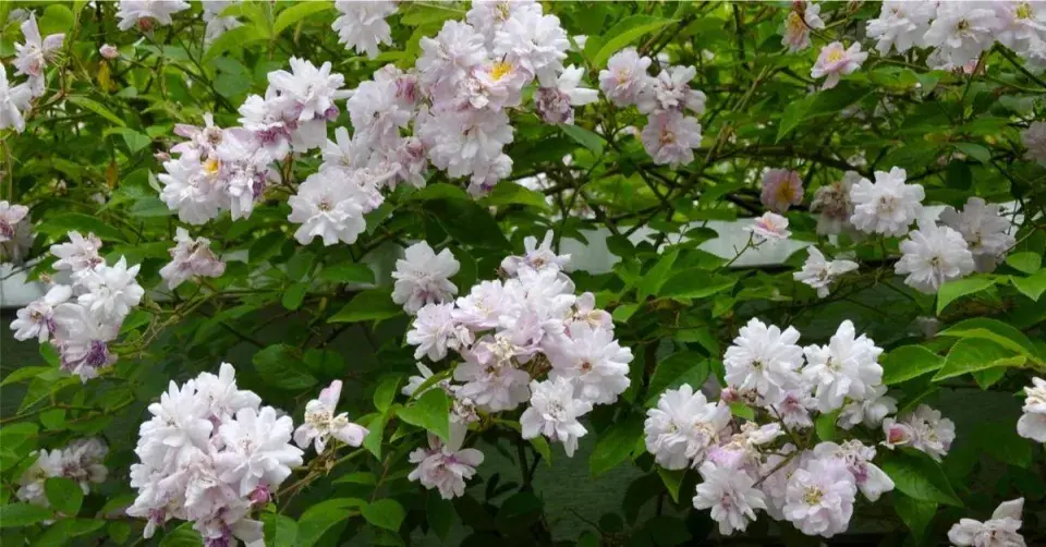 Rambler ’Paul’s Himalayan Musk’