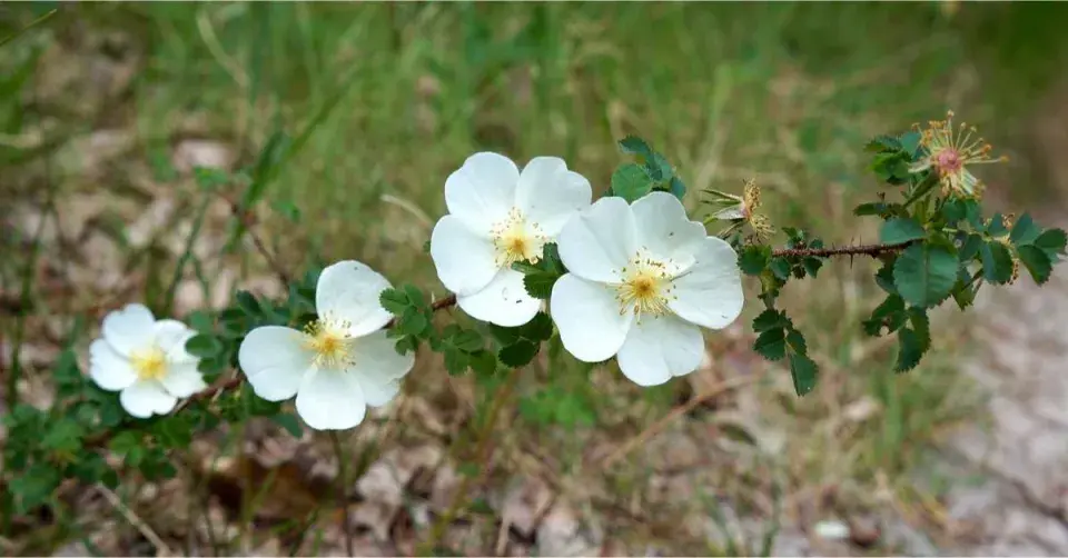 Růže bedrníkolistá (Rosa pimpinellifolia)