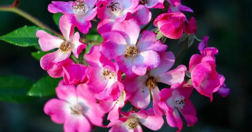 Keřová růže ’Mozart’ 