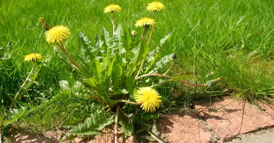 Pampeliška na okraji trávníku