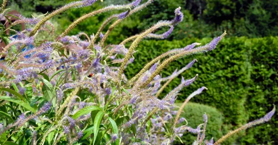 Rozrazilovce (Veronicastrum)