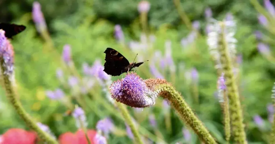 Rozrazilovec viržinský 'Fascination'