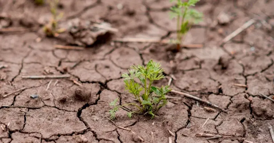 Praskliny na povrchu půdy