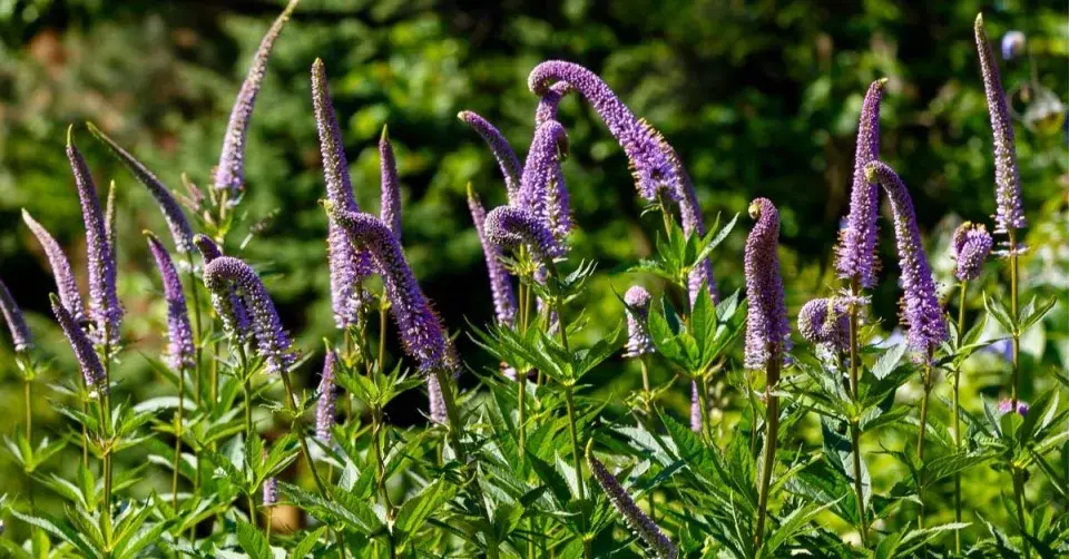 Rozrazilovec (Veronicastrum)