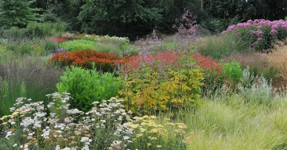 Divoké a zplaňující trvalky