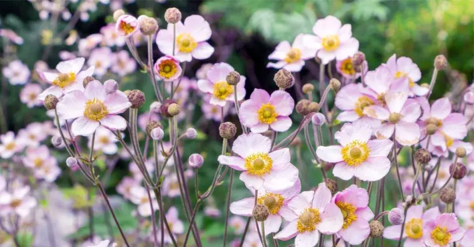 Sasanka hupejská (Anemone hupehensis)