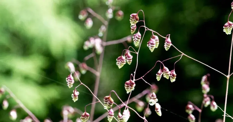 Třeslice prostřední (Briza media)