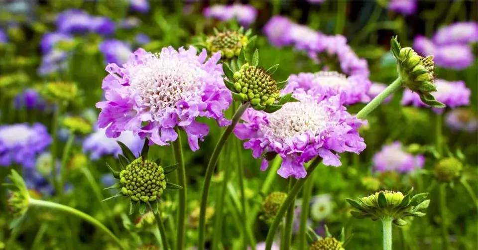 Hlaváč fialový (Scabiosa columbaria)