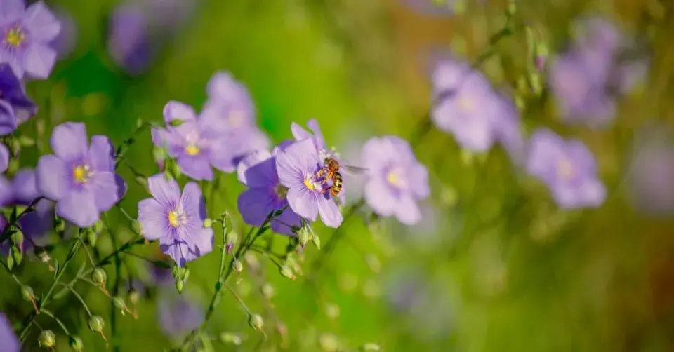 Len vytrvalý (Linum perenne)