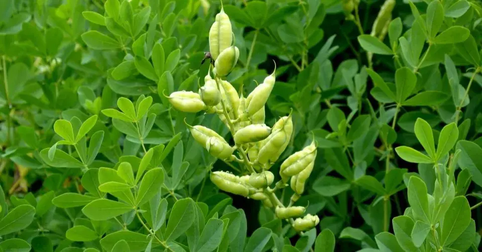Baptisie jižní (Baptisia australis)