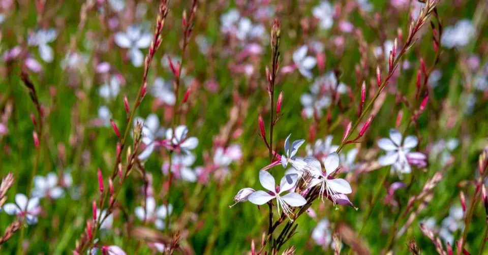 Svíčkovec Lindheimerův (Gaura lindheimeri)